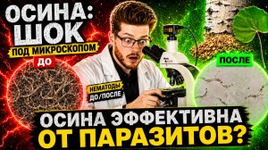 ПАРАЗИТЫ под МИКРОСКОПОМ до и после отвара ОСИНЫ -- ПРАВДА ЛИ ОСИНА УНИЧТОЖАЕТ ПАРАЗИТОВ? СМОТРИМ!