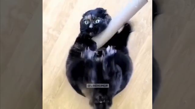 Музыкальный кот колдуна