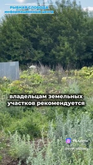 Борщевик под контролем 🚫 не везде: ситуация в сельских поселениях