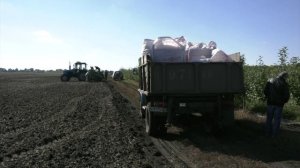 Озимые зерновые культуры погибли на площади в несколько тысяч гектаров
