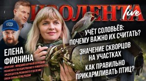 Учёт соловьёв: почему важно их считать? | Скворцовы на участках | Как правильно прикармливать птиц?