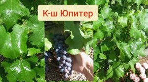 30-06-2026 Профилактическая обработка винограда и плодовых.