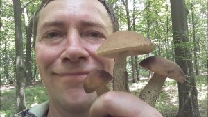 Грибы Подберезовики повсюду! Грибные места незнакомого леса!