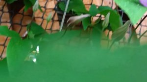 Клематис ☘️💃🌹🍓🦋🥀☘️