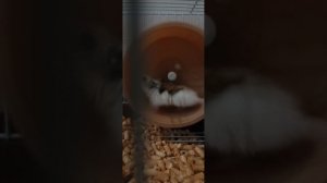 как сделать  скивиш