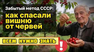 Забытый способ СССР: как спасали вишню от червей