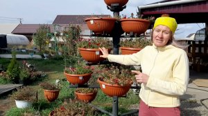 Петуниевое дерево не получилось. Ошибки и советы от Ани