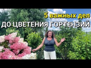 Метельчатая Гортензия: ВАЖНЫЙ УХОД перед цветением | Уход за метельчатой гортензией в июне