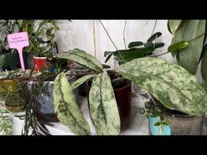 Про хойи. Грунт, полив, красивые листочки.
