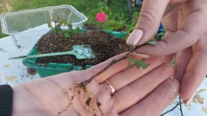 Как легко укоренить Барбарис 🌿Результат черенкования и как перезимовали укорененные растения