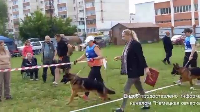 ЩЕНКИ КОБЕЛИ / КЧК УФА 6 июня`26 З.Данильченко Моно немецких овчарок