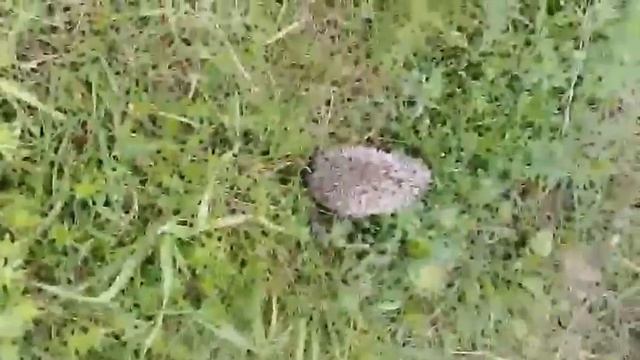 Милый Ёжик!!!Фыр Фыр Фыр!!!😻😻😻 смотреть онлайн