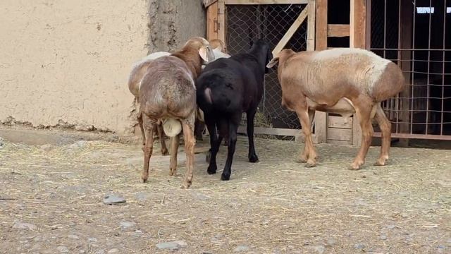 арашан Бараны линия Гуливер и Бландин