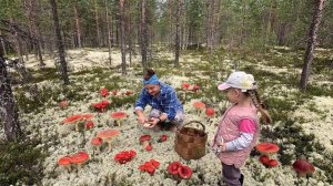 В ЛЕС ЗА ГРИБАМИ С ДЕВЧОНКАМИ. ВЗЯЛ В ЛЕС СВОИХ МАЛЫШЕК И ПОЖАЛЕЛ. ГРИБЫ КРУГОМ