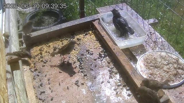 Скворец принимает водные процедуры
