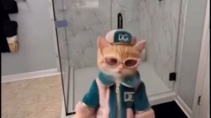 Танцующий котик ии