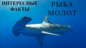 Рыба молот интересные факты