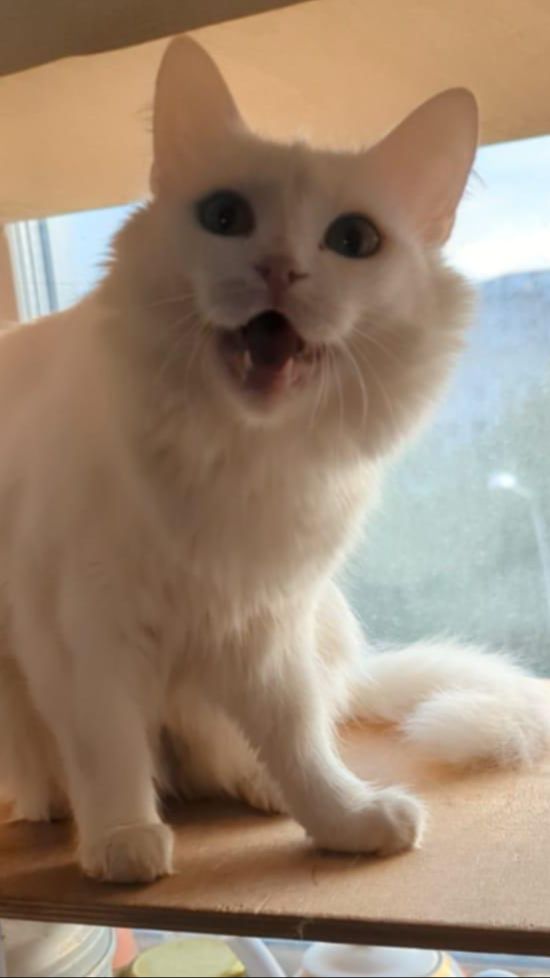 Последний шанс для этих котов найти семью #catrescue #shorts