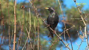 Обыкновенный скворец Sturnus vulgaris Скворцы как выглядит? голоса птиц в природе, звуки природы
