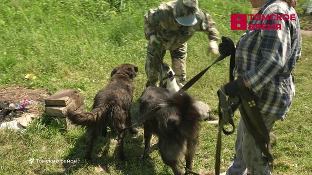 Собаки из томского приюта «Верный друг» ждут своих хозяев