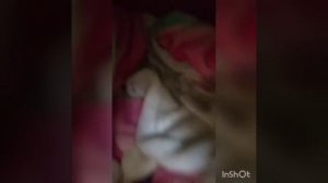 Милый и уютный домик для кошечки.