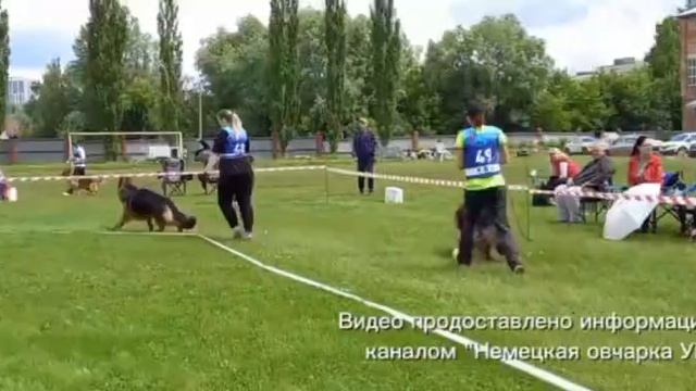 ПОДРОСТКИ КОБЕЛИ ДШ / КЧК УФА 6 июня`26 З.Данильченко Моно немецких овчарок