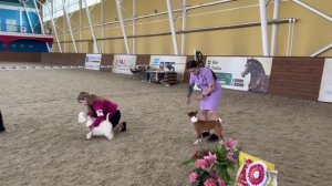 ВИДОЕ - ОТЧЕТ  ВЫСТАВКА СОБАК 28.06.2026 город КУРСК ,САС ЧЕМПИОН ФЕДЕРАЦИИ ОАНКОО  клуб САН МЕДНИС