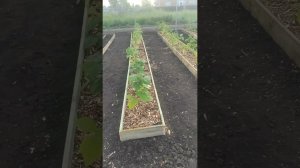 Посадка малины в грядки короба