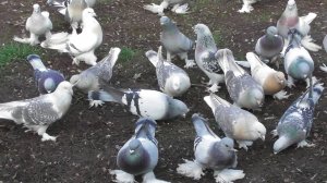 Моя вторая голубятня и голуби | My second dovecote and pigeons