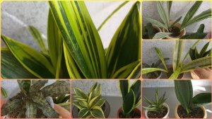 Опять удача с Авито😊Сансевиерия за 200руб🌱Обзор САНСЕВИЕРИЙ в ИЮЛЕ🌺Как идет адаптация АЗИАТОК🌱