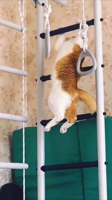 Работать умеет на брусьях...😸