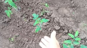 Воскресенье. Утренний обзор сада и огорода.