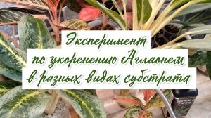 Эксперимент по укоренению Аглаонем в разных видах субстрата.