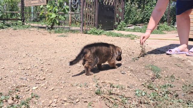 Баларис А6-КОБЕЛЬ,  1 месяц 7 дней.