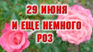 29 июня. И еще немного роз