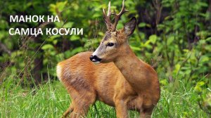 МАНОК НА САМЦА КОСУЛИ СВОИМИ РУКАМИ!