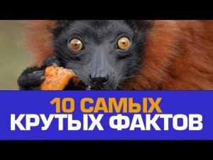 10 НЕОБЫКНОВЕННЫХ ФАКТОВ о ВСЯКОЙ ВСЯЧИНЕ