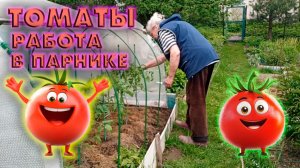 Обзор томатов, работа в парнике