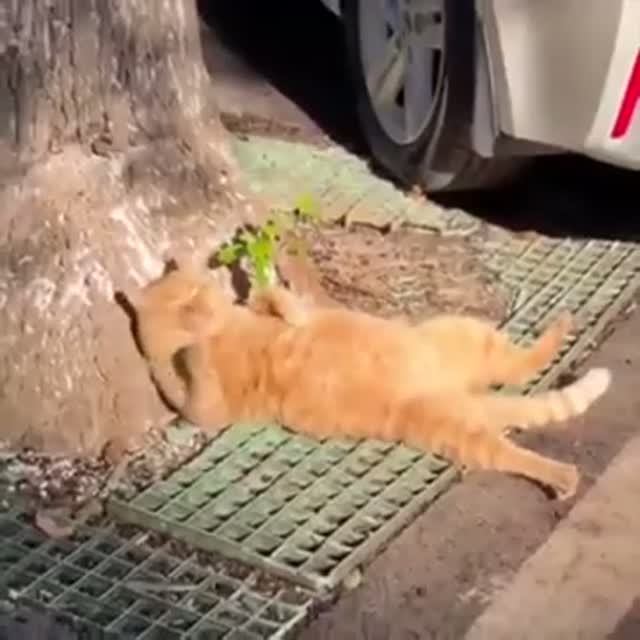 Солнечные ванны для кота