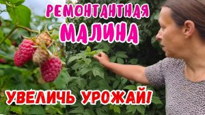 Уход за Ремонтантной Малиной Летом: Что Сделать для Большого Урожая