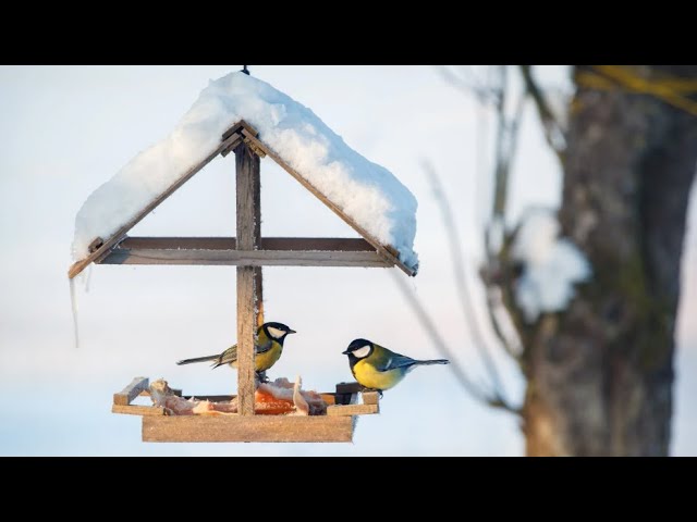 Чистая атмосфера леса 🌿| Успокаивающее пение птиц 🐦 смотреть онлайн