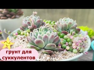 Пересадка эхеверии элеганс. Разговор про грунт для суккулентов