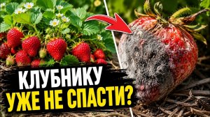 Клубника начала гнить? Срочно сделайте это, пока не пропал весь урожай
