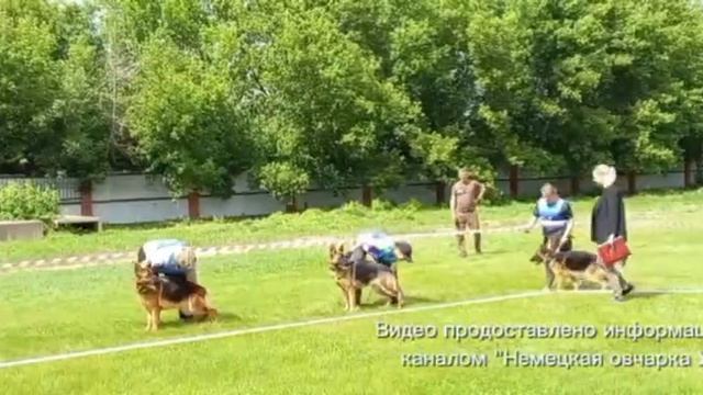 ЮНИОРЫ СУКИ / КЧК УФА 6 июня`26 З.Данильченко Моно немецких овчарок