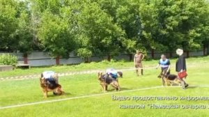 ЮНИОРЫ СУКИ / КЧК УФА 6 июня`26 З.Данильченко Моно немецких овчарок