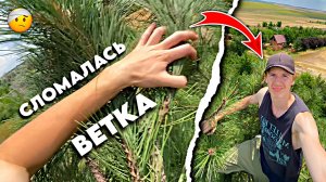 УПАЛ С ЁЛКИ? Решил залезть на дерево и произошло это...🤕?