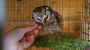 Насыщенное утро, завтрак совы и деревянная головоломка