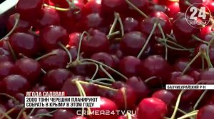 Садовая сладость: сколько крымской черешни попадёт на прилавки в этом году?