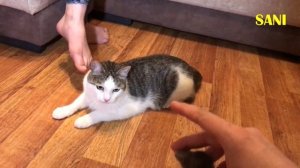 Коты охотятся на мышку. Проверяем способности кота Мишки. Приколы с животными / SANI vlog