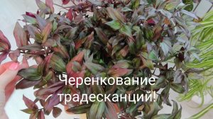 Традесканции: черенкование. Как сделать красивое кашпо из традесканции!